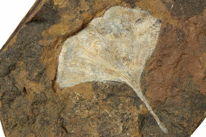 Paleocene Fossil Ginkgo Leaf - North Dakota #270200